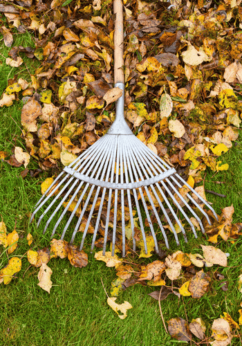 Rake laying on top of leaves